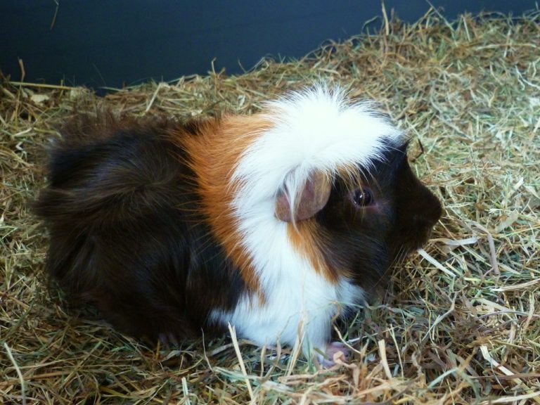 Cobayas de pelo rizado » Guía de roedores